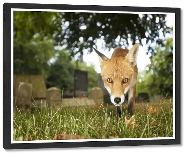 European Red Fox (Vulpes vulpes) adult, standing on grass amongst headstones of urban cemetery in evening, London