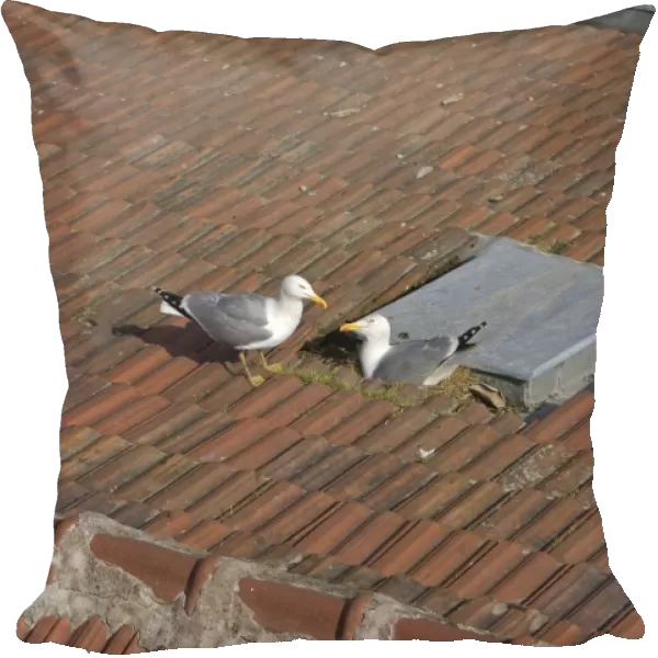 Yellow-legged Gull (Larus michahellis) adult pair, nesting on tiled roof in city, Istanbul, Turkey, March