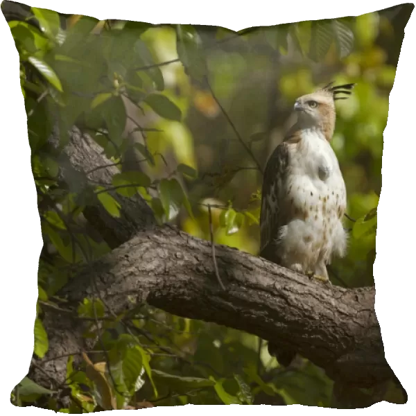 Changeable Hawk-eagle (Nisaetus cirrhatus) juvenile, perched on branch, Kanha N. P. Madhya Pradesh, India, March