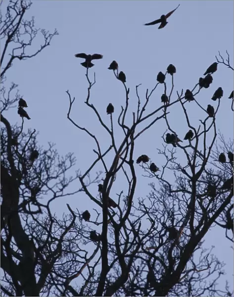 Jackdaw (Corvus monedula) flock, silhouetted in tree at sunset, West Yorkshire, England, April