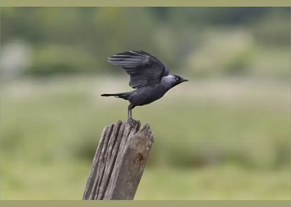 Jackdaw (Corvus monedula) adult, taking off from post, Suffolk, England, June