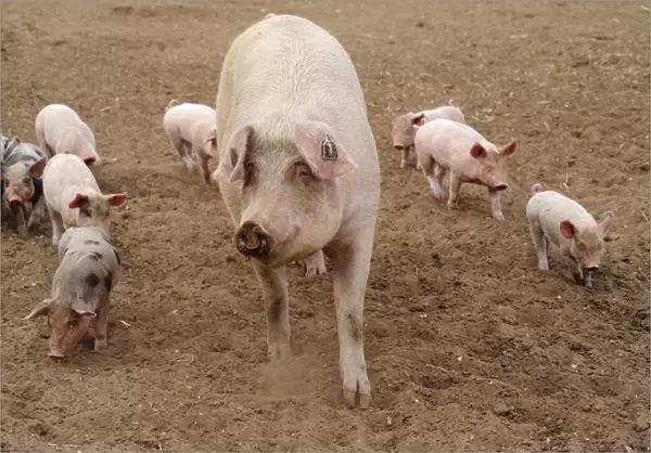 Domestic Pig, sow, with Pietrain crossbreed piglets, walking in field on commercial freerange unit, Suffolk, England