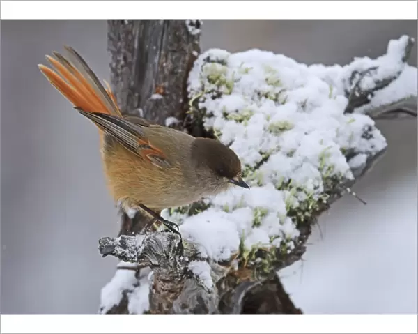 Siberian Jay (Perisoreus infaustus) adult, perched on snow covered dead tree with lichen, Lapland, Finland, March