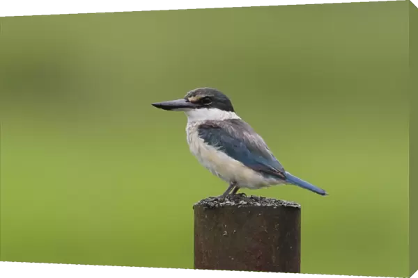 Collared Kingfisher (Todiramphus chloris tristrami) adult, standing on metal post in farmland, near Kimbe