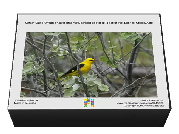 Golden Oriole (Oriolus oriolus) adult male, perched on branch in poplar tree, Lemnos, Greece, April