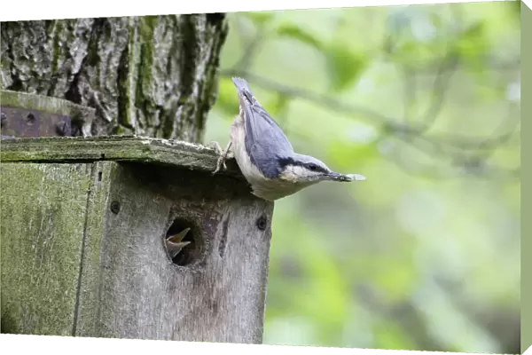 Eurasian Nuthatch (Sitta europaea) adult, with insect in beak, clinging to nestbox with chick begging at entrance