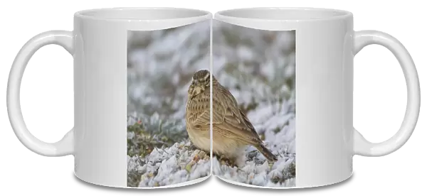 Crested Lark (Galerida cristata) adult, standing in snow, Spain, January