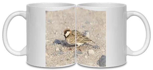 Fischers Sparrow-lark (Eremopterix leucopareia) adult male, standing on ground in desert, Kenya, October