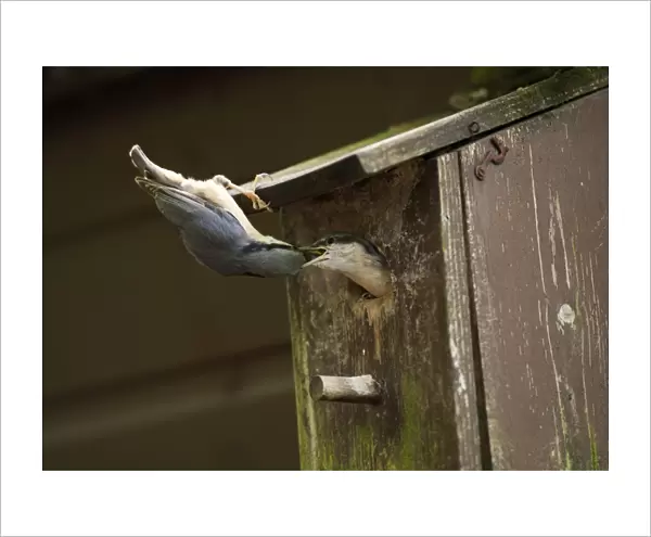 Eurasian Nuthatch (Sitta europaea) adult feeding chick, at entrance to nestbox, Dumfries and Galloway, Scotland, June