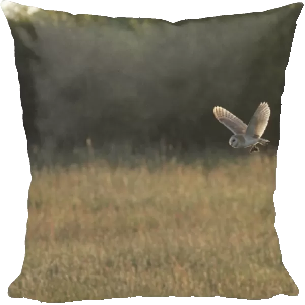 Barn Owl (Tyto alba) adult, in flight, with vole prey in talons, hunting over farmland in evening sunlight