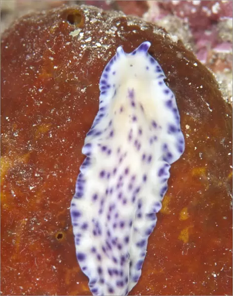 Laing Island Flatworm (Pseudoceros laingensis) adult, Batu Lima, Dampier Straits, Raja Ampat Islands (Four Kings)