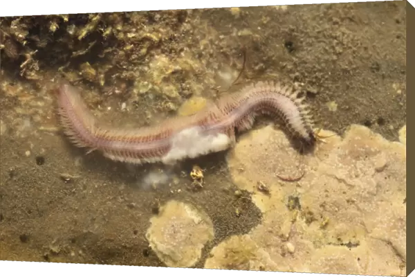Paddleworm (Phyllodoce sp. ) adult, Epitoke stage pelagic morph capable of sexual reproduction, Kimmeridge Bay