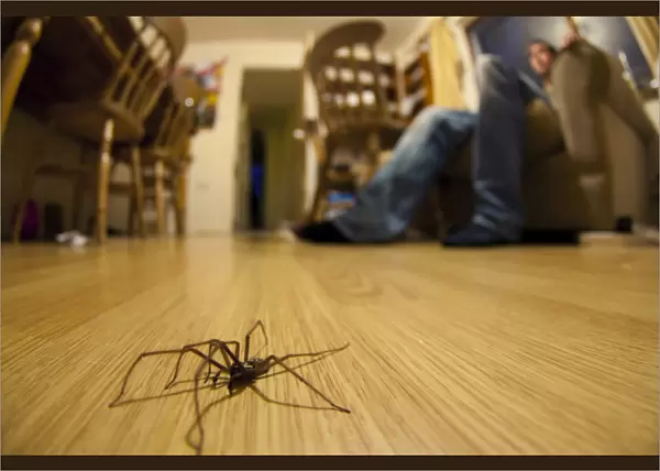 Giant House Spider (Tegenaria gigantea) adult, walking on living room floor