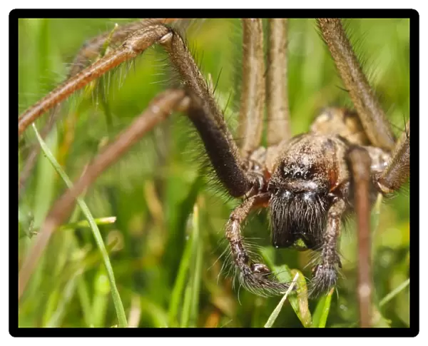 Giant House Spider (Tegenaria gigantea) adult male, walking across garden lawn, having been ejected from house