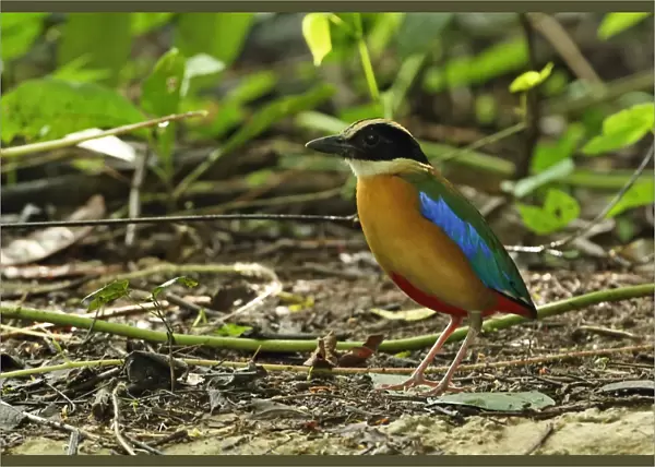 Blue-winged Pitta (Pitta moluccensis) adult, standing on forest floor, near Kaeng Krachan, Thailand, May