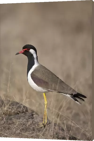 Red-wattled Lapwing (Vanellus indicus) adult, standing on rock, Ranthambore N. P. Rajasthan, India, March