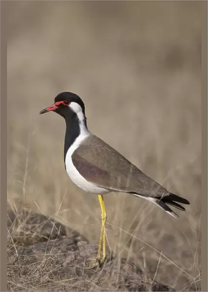 Red-wattled Lapwing (Vanellus indicus) adult, standing on rock, Ranthambore N. P. Rajasthan, India, March