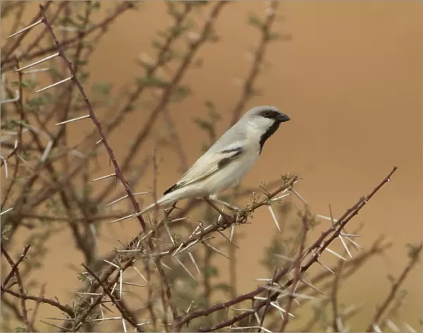 Desert Sparrow (Passer simplex) adult male, perched on thorny twig, Morocco, March
