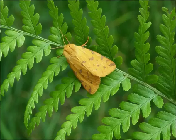 Yellow Tiger Moth (Rhyparia purpurata) adult, resting on Lady Fern (Athyrium filix-femina) frond, Cannobina Valley