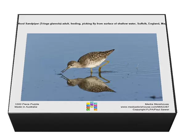 Wood Sandpiper (Tringa glareola) adult, feeding, picking fly from surface of shallow water, Suffolk, England, May