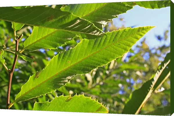 Sweet Chestnut (Castanea sativa) close-up of leaf underside, growing in woodland, Vicarage Plantation, Mendlesham