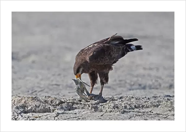 Cuban Black Hawk (Buteogallus gundlachii) adult, feeding on crab prey, standing on mudflats, Zapata Peninsula