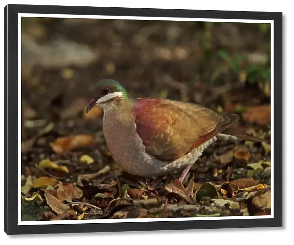 Key West Quail-dove (Geotrygon chrysia) adult, standing on forest floor, Cayo Coco, Jardines del Rey