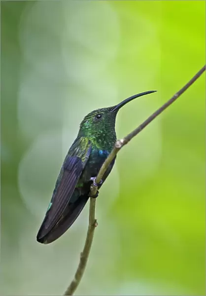 Green-throated Carib (Eulampis holosericeus holosericeus) adult, perched on twig, Fond Doux Plantation, St