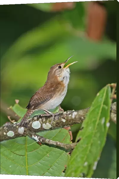 Southern House Wren (Troglodytes musculus mesoleucus) adult, singing, perched on branch, Fond Doux Plantation, St