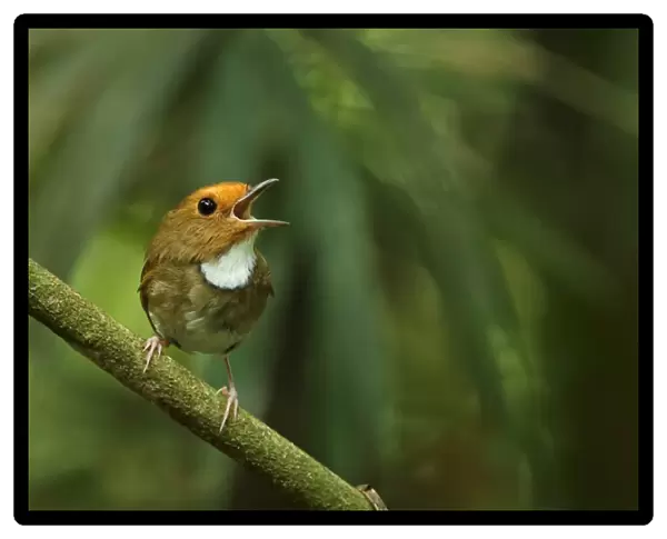 Rufous-browed Flycatcher (Anthipes solitaris submoniliger) adult, singing, perched on twig, Kaeng Krachan N. P