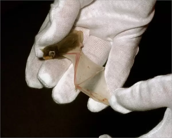 Common Pipistrelle (Pipistrellus pipistrellus) leuistic adult, being examined in gloved hand, Sussex, England, July