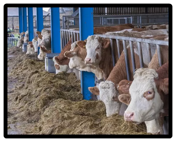 Domestic Cattle, Simmental herd, feeding on silage at feed barrier, Yorkshire, England, December