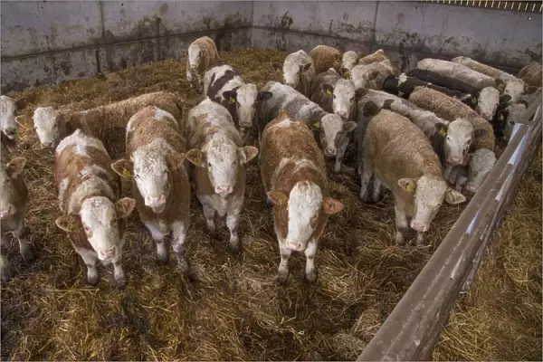 Domestic Cattle, Simmental herd, standing in straw yard, Yorkshire, England, December