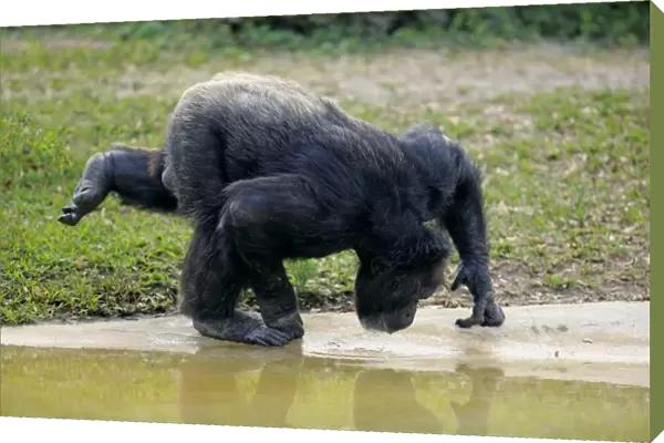 Central Chimpanzee (Pan troglodytes troglodytes) adult male, drinking (captive)