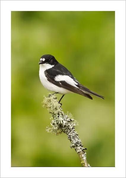 Pied Flycatcher (Ficedula hypoleuca) adult male, perched on lichen covered twig, Gilfach Farm Nature Reserve