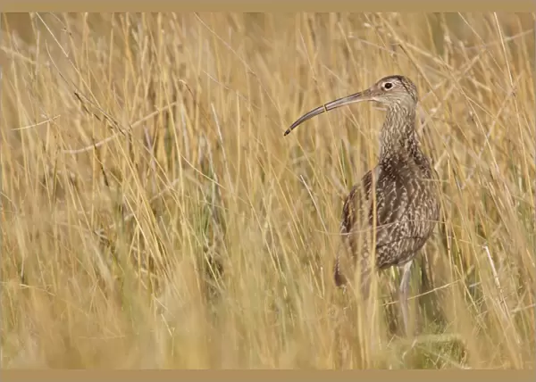 Eurasian Curlew (Numenius arquata) adult, standing amongst long grass at moorland edge, Swaledale, Yorkshire Dales N. P