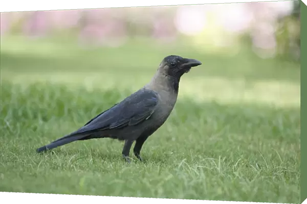 House Crow (Corvus splendens) adult, standing on grass, Goa, India, March