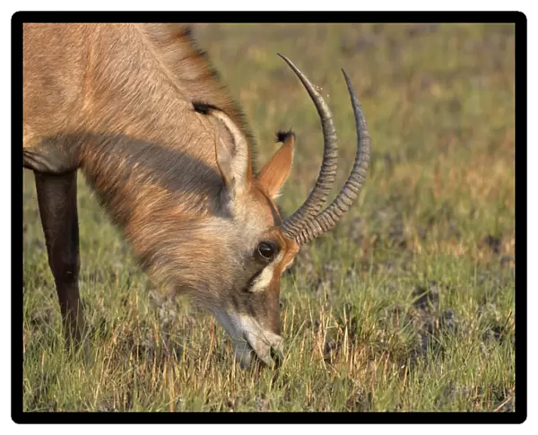 Roan Antelope (Hippotragus equinus) adult, close-up of head, feeding on grassy plain, Kafue N. P. Zambia, September