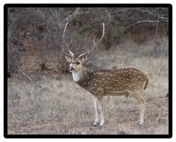 Spotted Deer (Axis axis) adult male, standing, Ranthambore N. P. Rajasthan, India, March