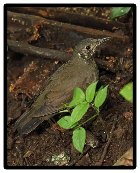 Dark-sided Thrush (Zoothera marginata) adult, feeding on forest floor, Doi Inthanon N. P