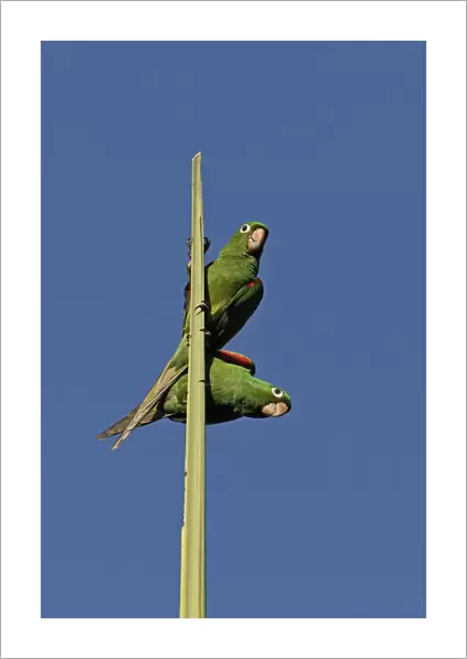 Hispaniolan Parakeet (Psittacara chloroptera) adult pair, perched on top spike of palm tree, Botanical Gardens