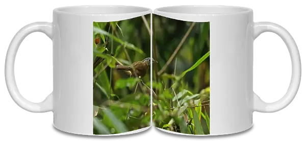 Grey-throated Babbler (Stachyris nigriceps) adult, creeping through low vegetation, Doi Inthanon N. P