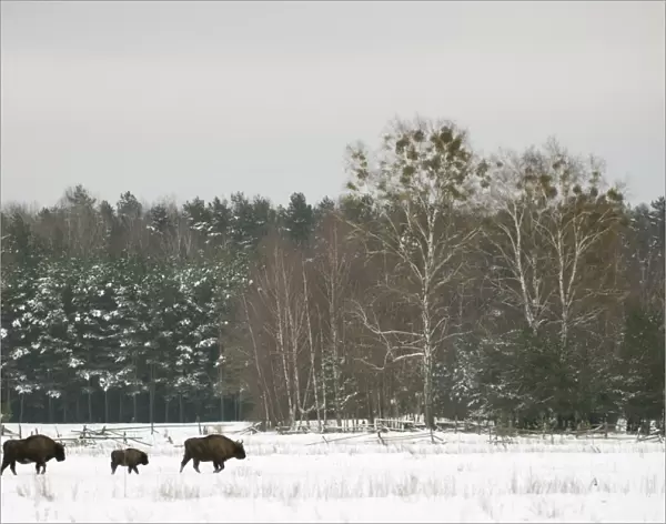 European Bison (Bison bonasus) adult females and calves, walking in snow covered meadow at edge of forest habitat
