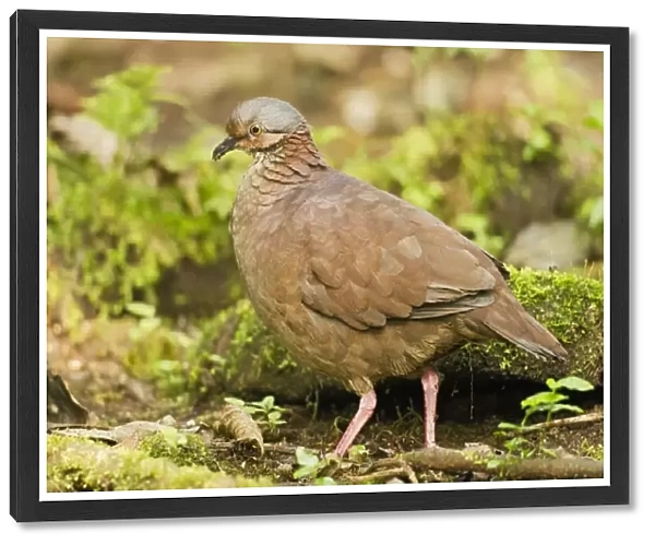 White-throated Quail-dove (Geotrygon frenata) adult, standing on ground in montane rainforest, Andes, Ecuador, November