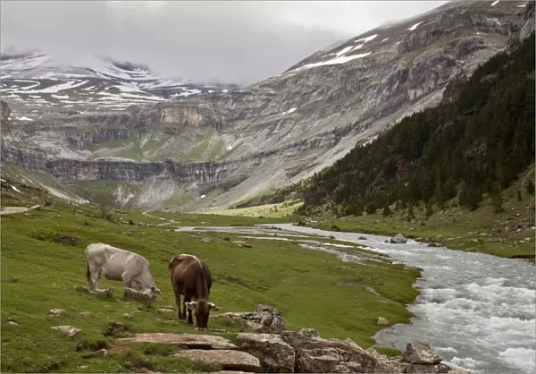 Domestic Cattle, cows grazing beside river in high glaciated valley habitat, Ordesa N. P