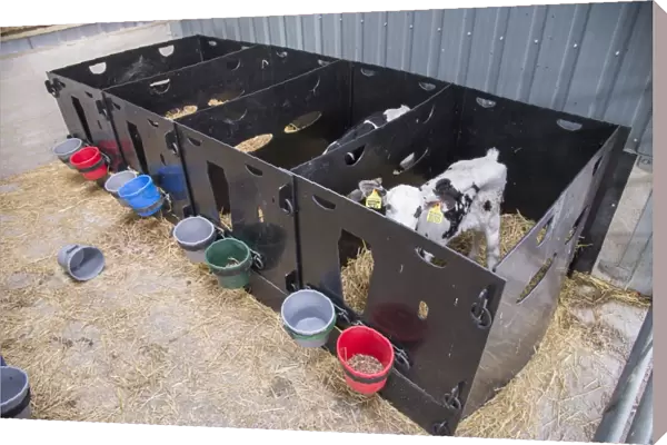 Domestic Cattle, Holstein dairy calves, standing in plastic pens, Preston, Lancashire, England, August