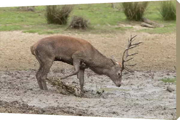 Red Deer (Cervus elaphus) mature stag, kicking mud in wallow, during rutting season, Minsmere RSPB Reserve, Suffolk