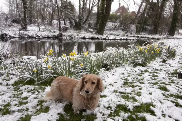 Domestic Dog, Long-haired Miniature Dachshund, adult male, standing on snow beside flowering daffodils and pond