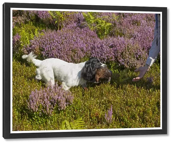Domestic Dog, Working Spaniel, adult, with shot Red Grouse (Lagopus lagopus scoticus) in mouth