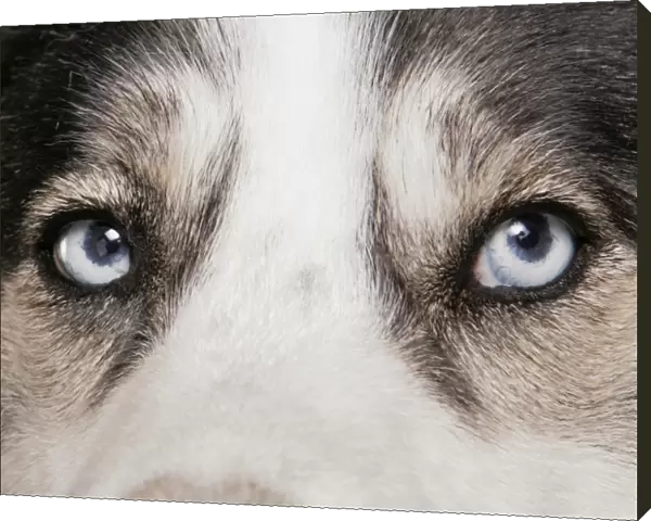 Domestic Dog, Siberian Husky, adult, close-up of eyes